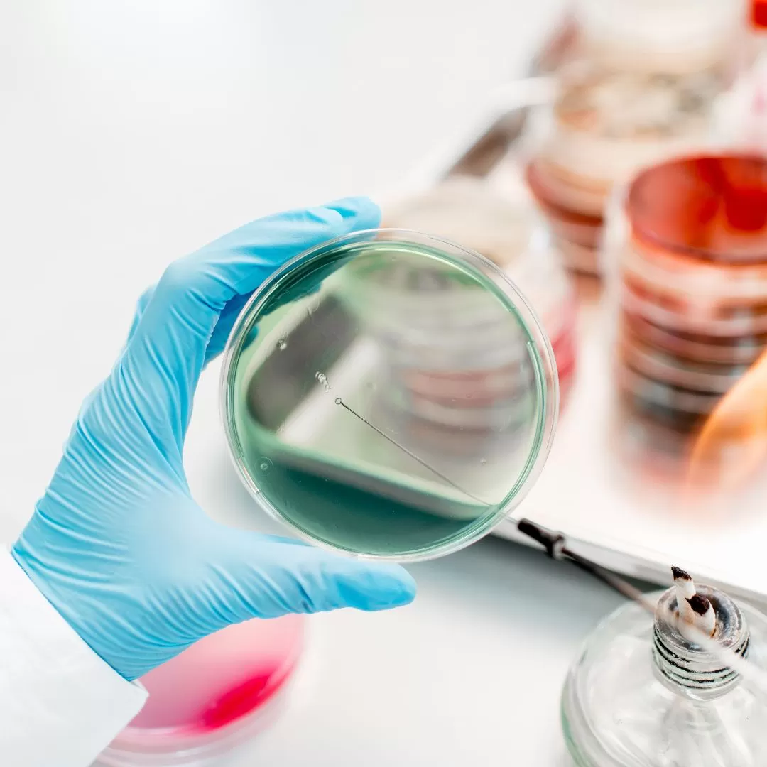 Пад мікраскопам